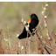 Red-winged Blackbird 2024 2 - Wildlife