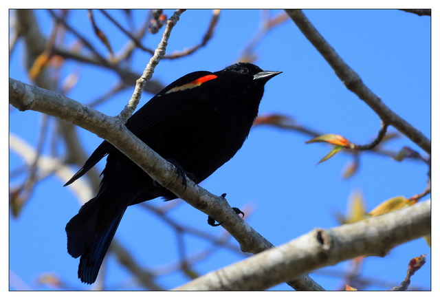 Red-winged Blackbird 2024 1 Wildlife
