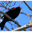 Red-winged Blackbird 2024 1 - Wildlife