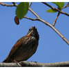 Song Sparrow 2024 1 - Wildlife