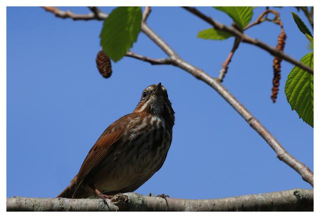 Song Sparrow 2024 1 Wildlife