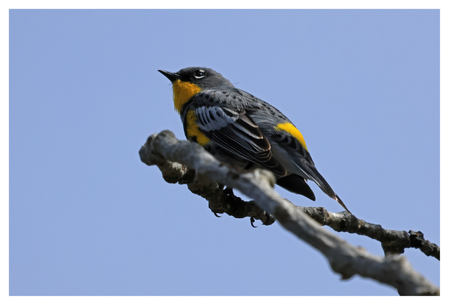 Yellow Rumped Warbler 2024 1 Wildlife