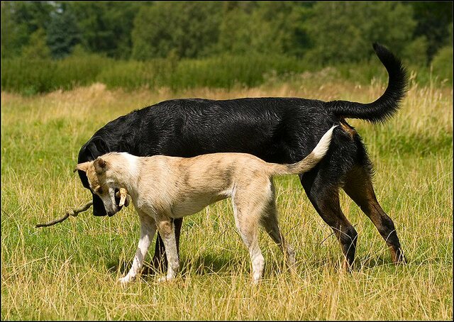 44 honden 10 juli