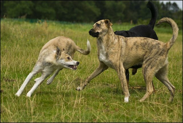 62 honden 10 juli