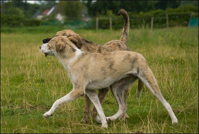 78 honden 10 juli