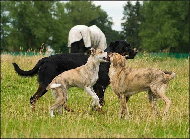 91 honden 10 juli