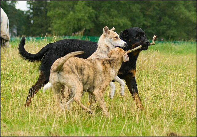 93 honden 10 juli