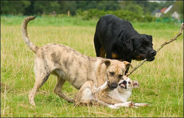 96 honden 10 juli