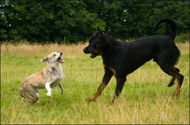 106 honden 10 juli