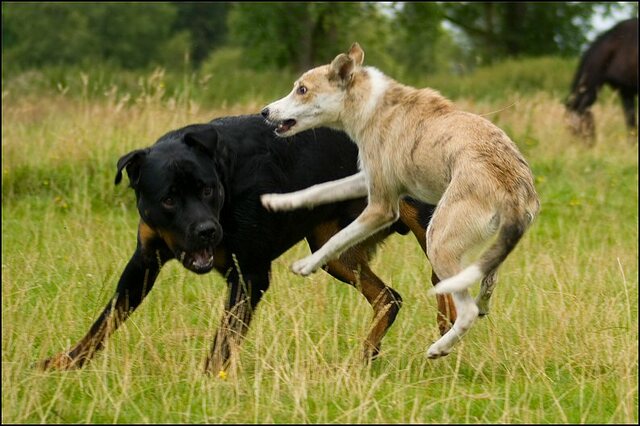 113 honden 10 juli