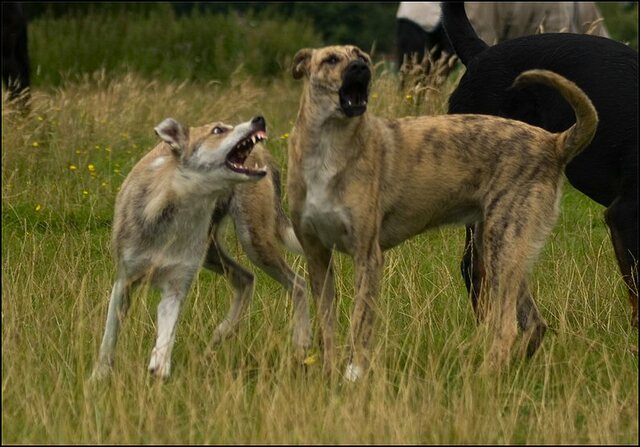 116 honden 10 juli