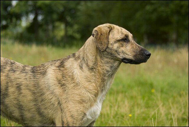 133 honden 10 juli