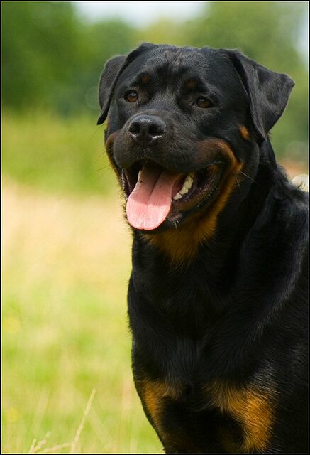 147 honden 10 juli