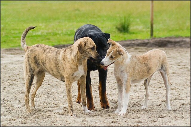 166 honden 10 juli