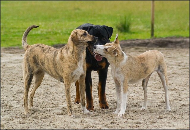 168 honden 10 juli