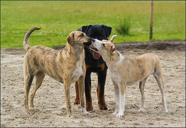 169 honden 10 juli