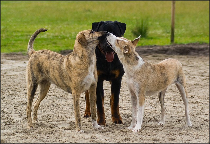 170 - honden 10 juli