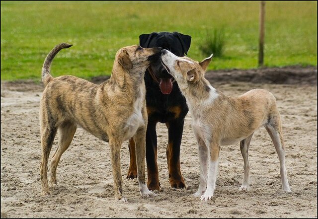 170 honden 10 juli