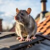 Rodent-Proofing - SuperGreen Attic insulation