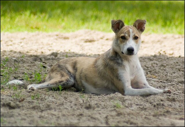 4 honden en nima juli 24