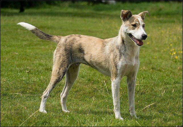 10 honden en nima juli 24