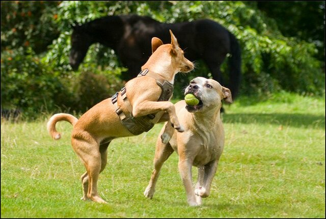 16 honden en nima juli 24