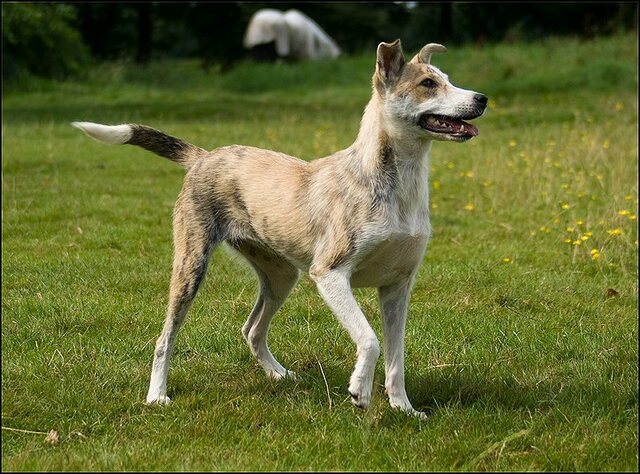 18 honden en nima juli 24