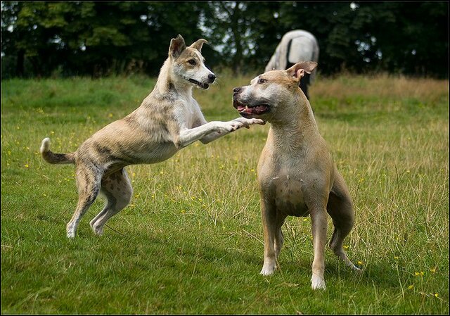 22 honden en nima juli 24