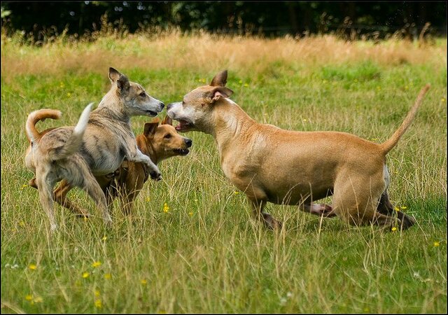 29 honden en nima juli 24