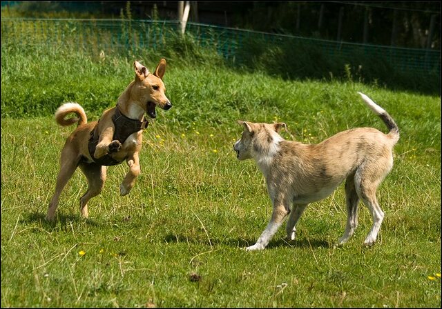 103 honden en nima juli 24