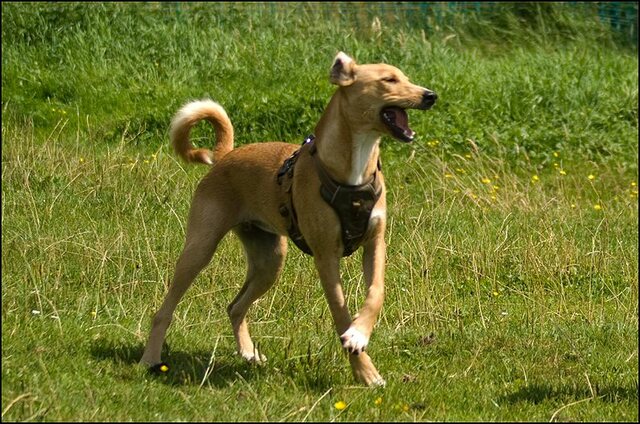 105 honden en nima juli 24