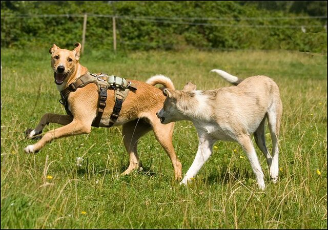 113 honden en nima juli 24