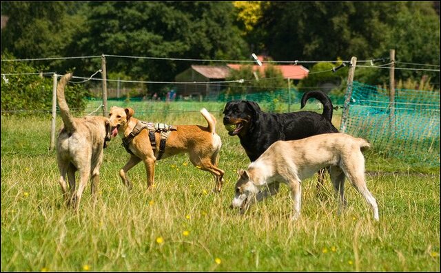 115 honden en nima juli 24