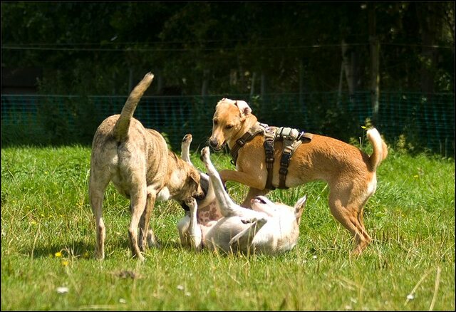 125 honden en nima juli 24