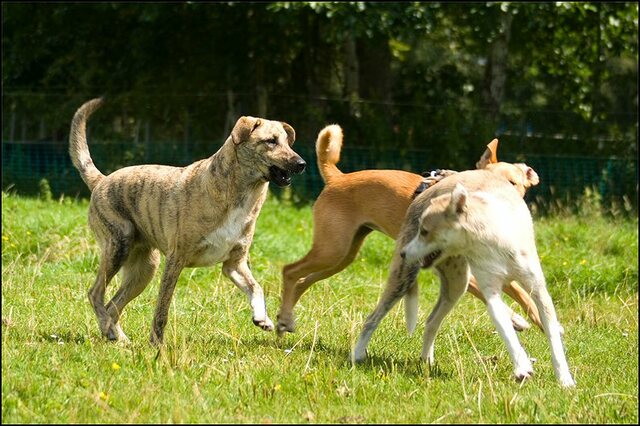 131 honden en nima juli 24