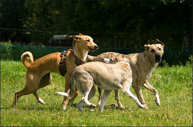 140 honden en nima juli 24