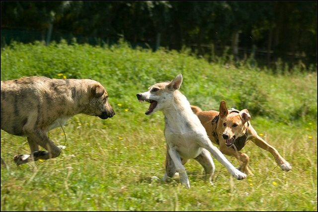 148 honden en nima juli 24