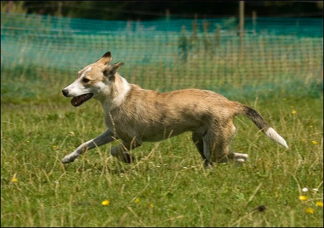 149 honden en nima juli 24