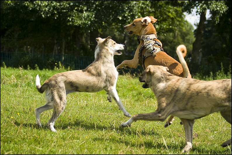 155 - honden en nima juli 24