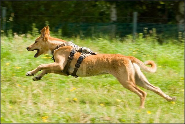 162 honden en nima juli 24