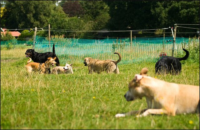 164 honden en nima juli 24