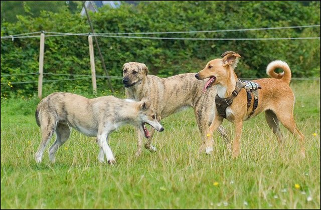 174 honden en nima juli 24