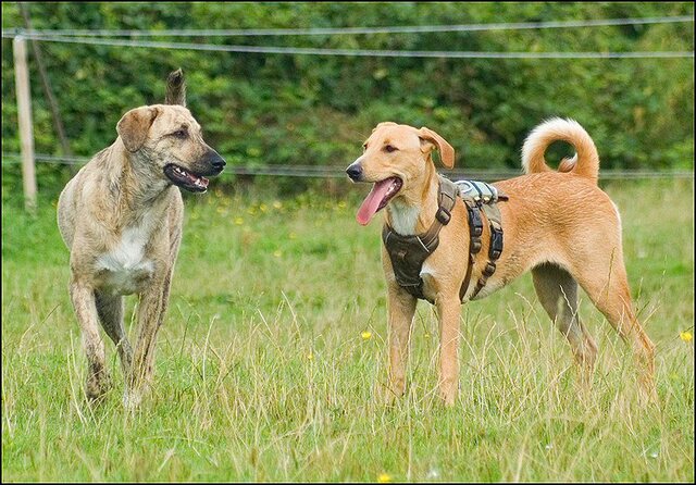 177 honden en nima juli 24