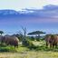 Luxury African Safaris & to... - Picture Box