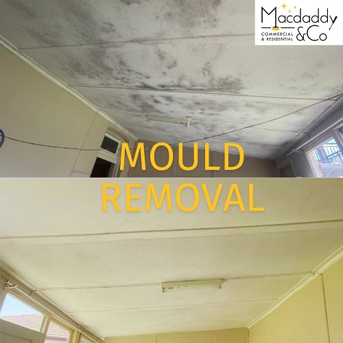 c3 Macdaddy & Co Mould Removal Sydney