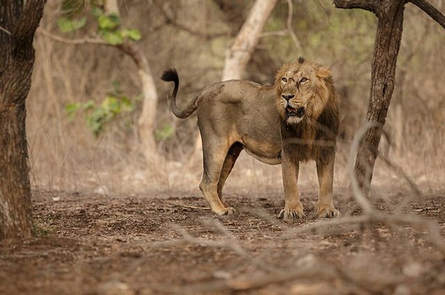 outdoorkeeda-gir-national-park-1 (1) Picture Box