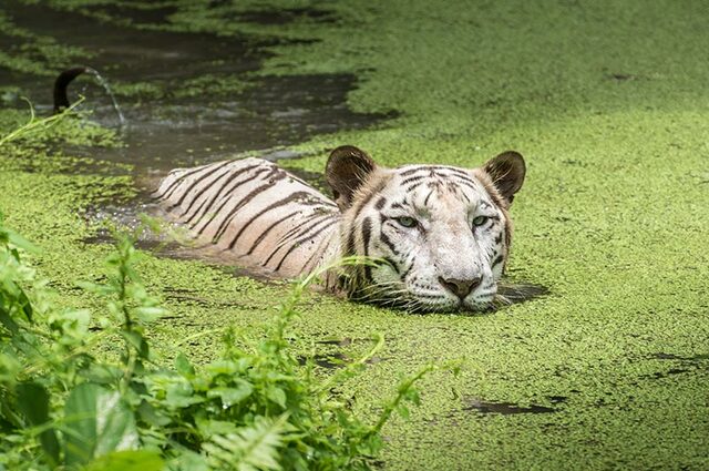 outdoorkeeda-sundarban-national-park-2 Picture Box