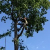 Texas Elite Tree Service