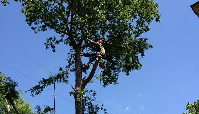 c3 Texas Elite Tree Service