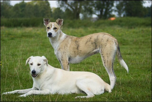 6 honden augustus